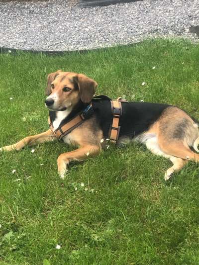 Griechische Bracke-Beitrag-Bild