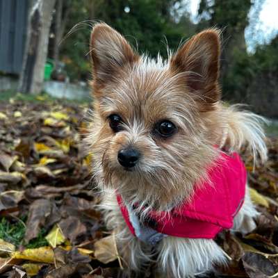 Hundetreffen-Spieltreffen/Gemütliche Gassirunde-Bild