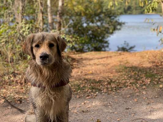 Die Dogorama Kalender Challenge Titelbild-Beitrag-Bild