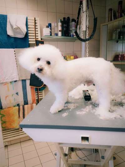 Vor dem Friseur - nach dem Friseur-Beitrag-Bild