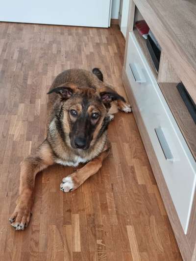 Die Dogorama Kalender Challenge Teil 1/4-Beitrag-Bild