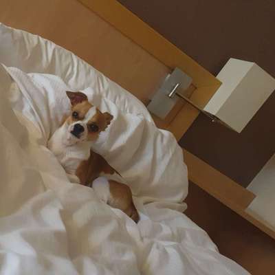 Hundetreffen-hundetreffen in Gotha-Bild