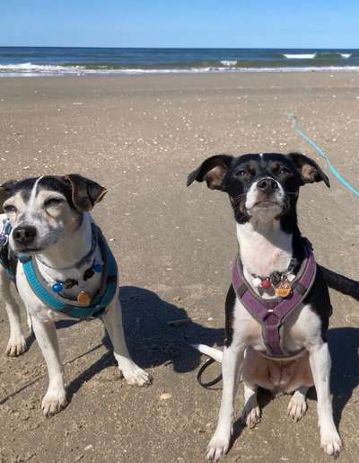 Dansky (Dansk-Svensk Gårdshund)-Beitrag-Bild