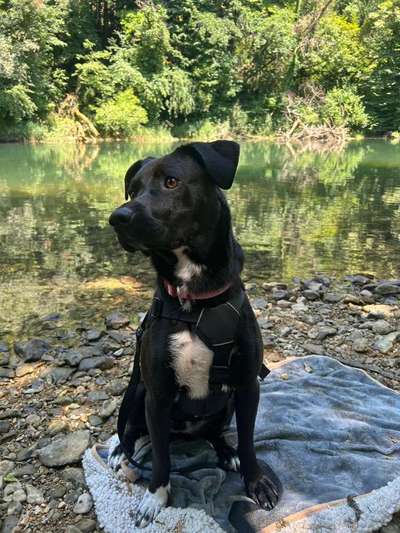 Hundetreffen-Training/Spielen/Spazieren-Bild