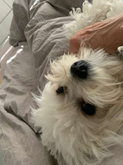 bolonka zwetna 😁-Beitrag-Bild