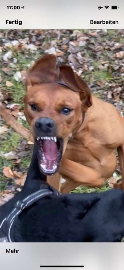 Fotochallange Nr. 6 Die irrsten Blicke-Beitrag-Bild