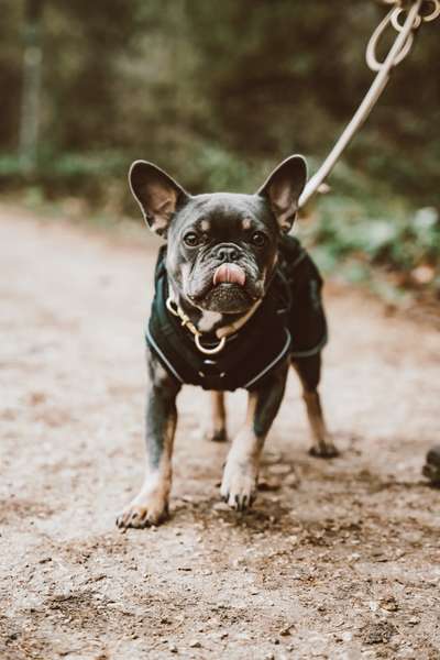 Zeigt her eure Frenchi-Beitrag-Bild