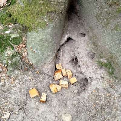 Giftköder-Mögliche Giftköder im Plauer Stadtwald-Bild