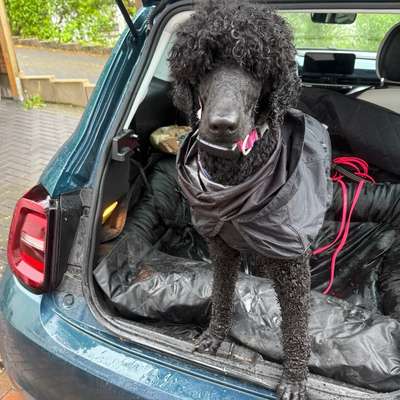Hundetreffen-Trainingsspaziergänge, Sozialkontakte-Bild