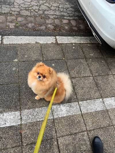 Pomeranian-Beitrag-Bild