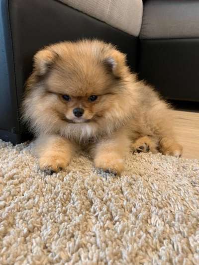 Dogorama Photo Challenge - Hundeblick zum hinschmelzen-Beitrag-Bild