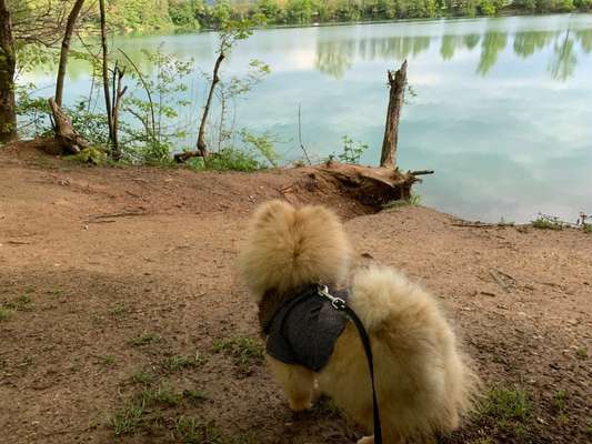 Foto's und Hundemodels-Beitrag-Bild