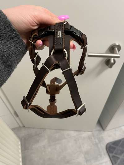 Pomeranian-Beitrag-Bild