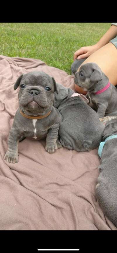 Französische Bulldoggen-Beitrag-Bild