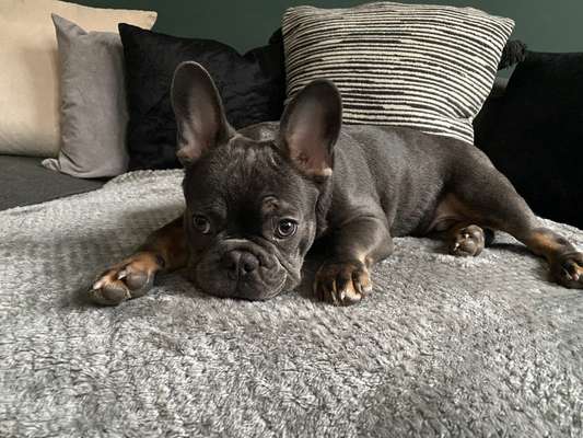 Französische Bulldoggen-Beitrag-Bild