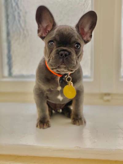 Welpen Bilder !-Beitrag-Bild