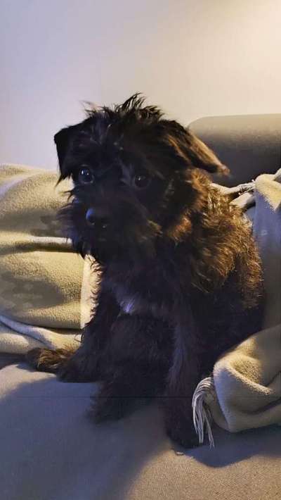 Maltipoo Freunde-Beitrag-Bild