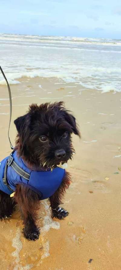 Maltipoo Freunde-Beitrag-Bild