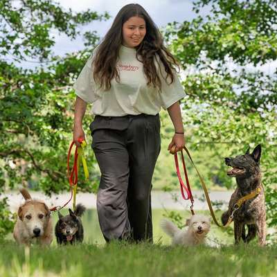 Hundetreffen-Training, Socialwalk, Gassi...-Bild