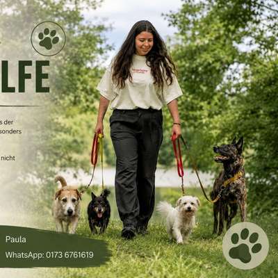 Hundetreffen-Kostenlose Gassihilfe / Hundebetreuung – Nachbarschaftshilfe 🐾-Bild