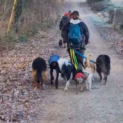 Hundetreffen-Gassi, Sport, Training etc.-Bild