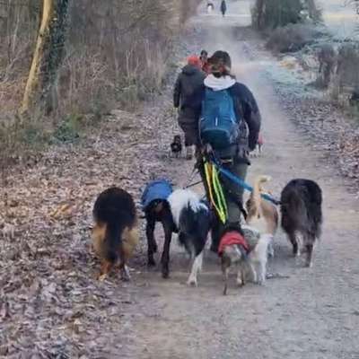 Hundetreffen-Kostenlose Gassihilfe / Hundebetreuung – Nachbarschaftshilfe 🐾