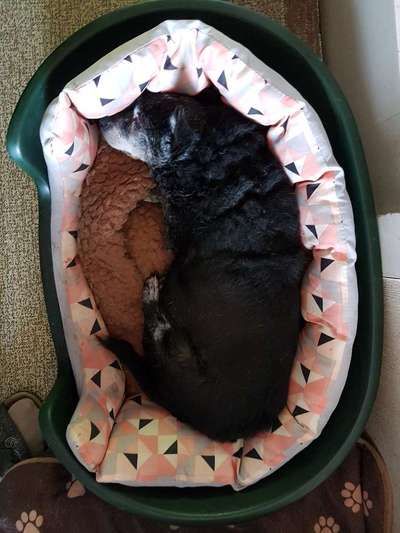 Hundesenior, ein Bodeguero Andaluz, 18 Jahre alt.-Beitrag-Bild