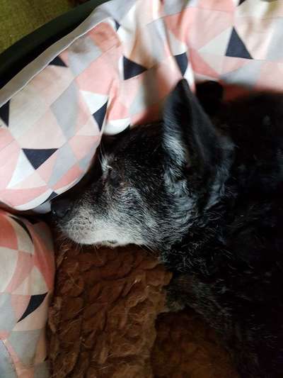 Hundesenior, ein Bodeguero Andaluz, 18 Jahre alt.-Beitrag-Bild