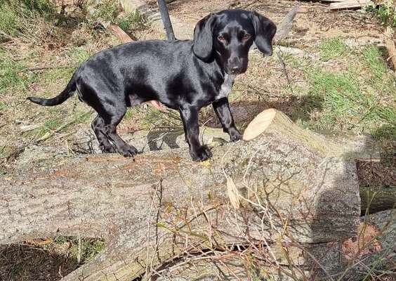 Hundetreffen-Kennenlernen-Bild