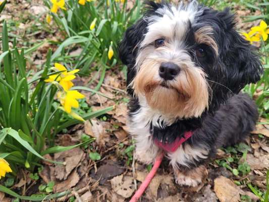 Havaneser dabei?:)-Beitrag-Bild