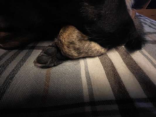 TierschutzhundeStammtisch🐕-Beitrag-Bild