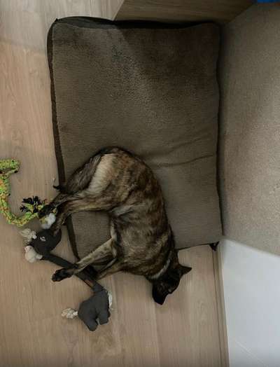 TierschutzhundeStammtisch🐕-Beitrag-Bild