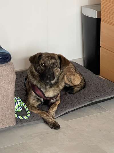 TierschutzhundeStammtisch🐕-Beitrag-Bild