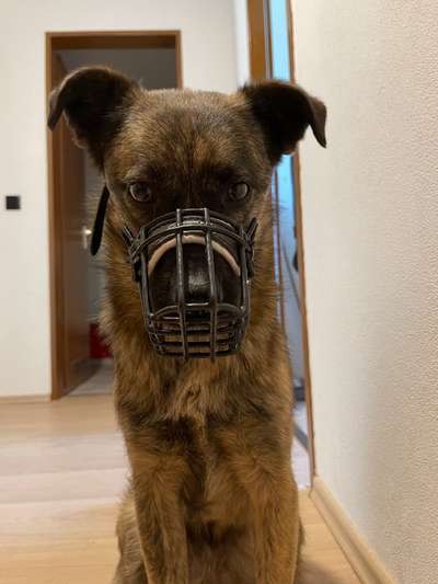 Wie sitzt mein Maulkorb / Maulkorb-Beratung-Beitrag-Bild