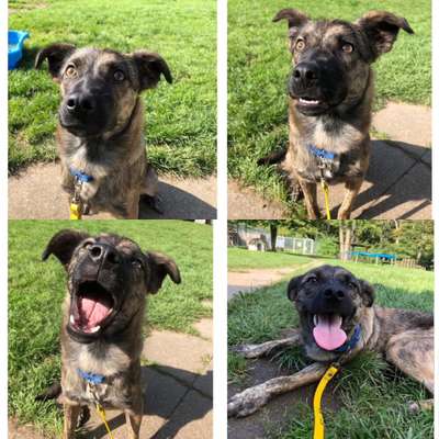 TierschutzhundeStammtisch🐕-Beitrag-Bild