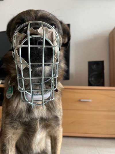 Wie sitzt mein Maulkorb / Maulkorb-Beratung-Beitrag-Bild