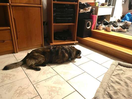 TierschutzhundeStammtisch🐕-Beitrag-Bild