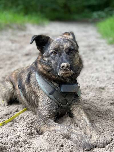 TierschutzhundeStammtisch🐕-Beitrag-Bild