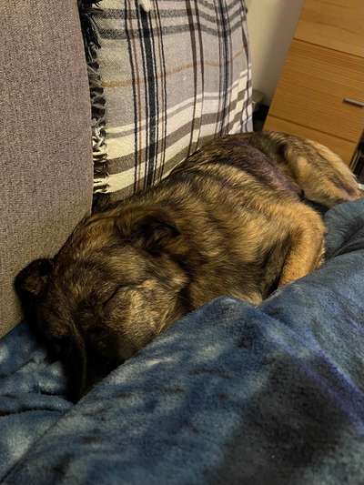 TierschutzhundeStammtisch🐕-Beitrag-Bild