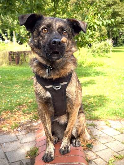 74. Trick-Übung "Leckerli schnappen"-Beitrag-Bild