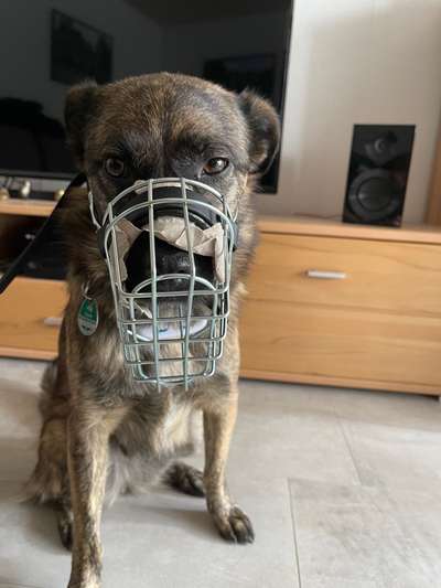 Wie sitzt mein Maulkorb / Maulkorb-Beratung-Beitrag-Bild