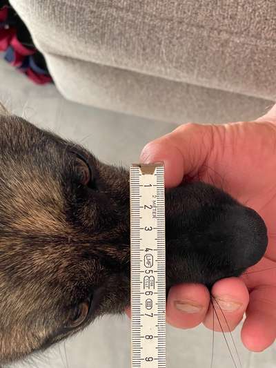 Wie sitzt mein Maulkorb / Maulkorb-Beratung-Beitrag-Bild