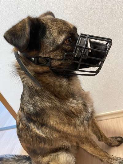 TierschutzhundeStammtisch🐕-Beitrag-Bild