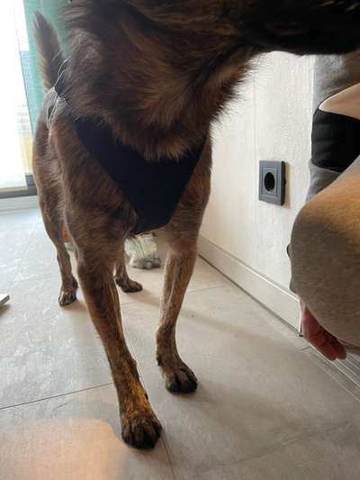 Wie sitzt mein Geschirr?-Beitrag-Bild