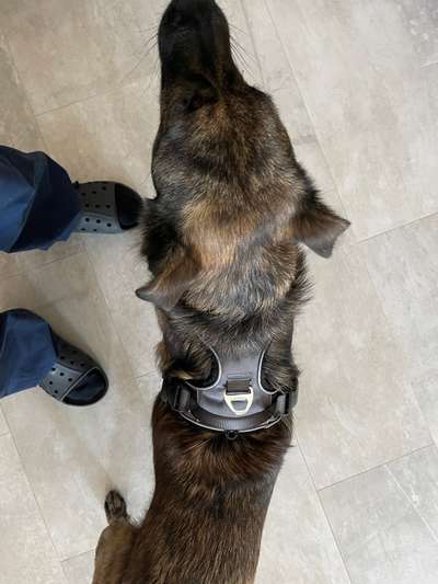 Wie sitzt mein Geschirr?-Beitrag-Bild