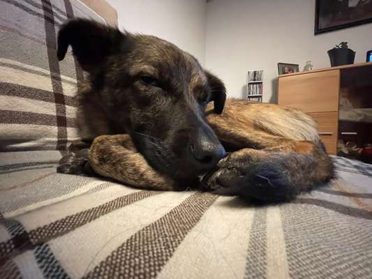 TierschutzhundeStammtisch🐕-Beitrag-Bild