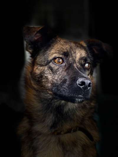 Hunde Porträt (Portrait) Galerie....-Beitrag-Bild