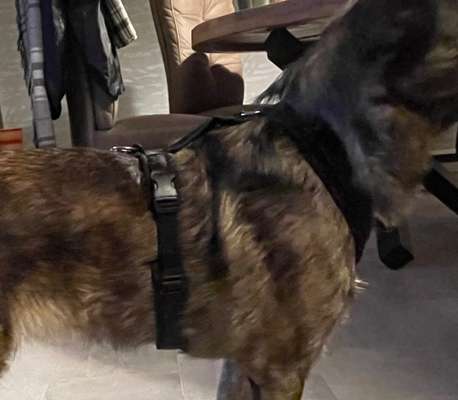 Wie sitzt mein Geschirr?-Beitrag-Bild