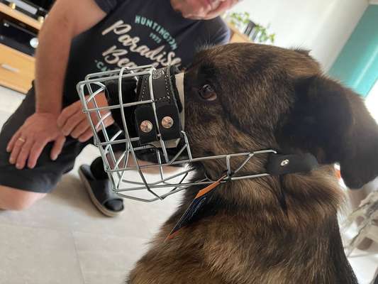 Wie sitzt mein Maulkorb / Maulkorb-Beratung-Beitrag-Bild