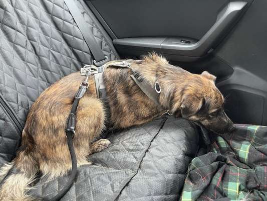 TierschutzhundeStammtisch🐕-Beitrag-Bild